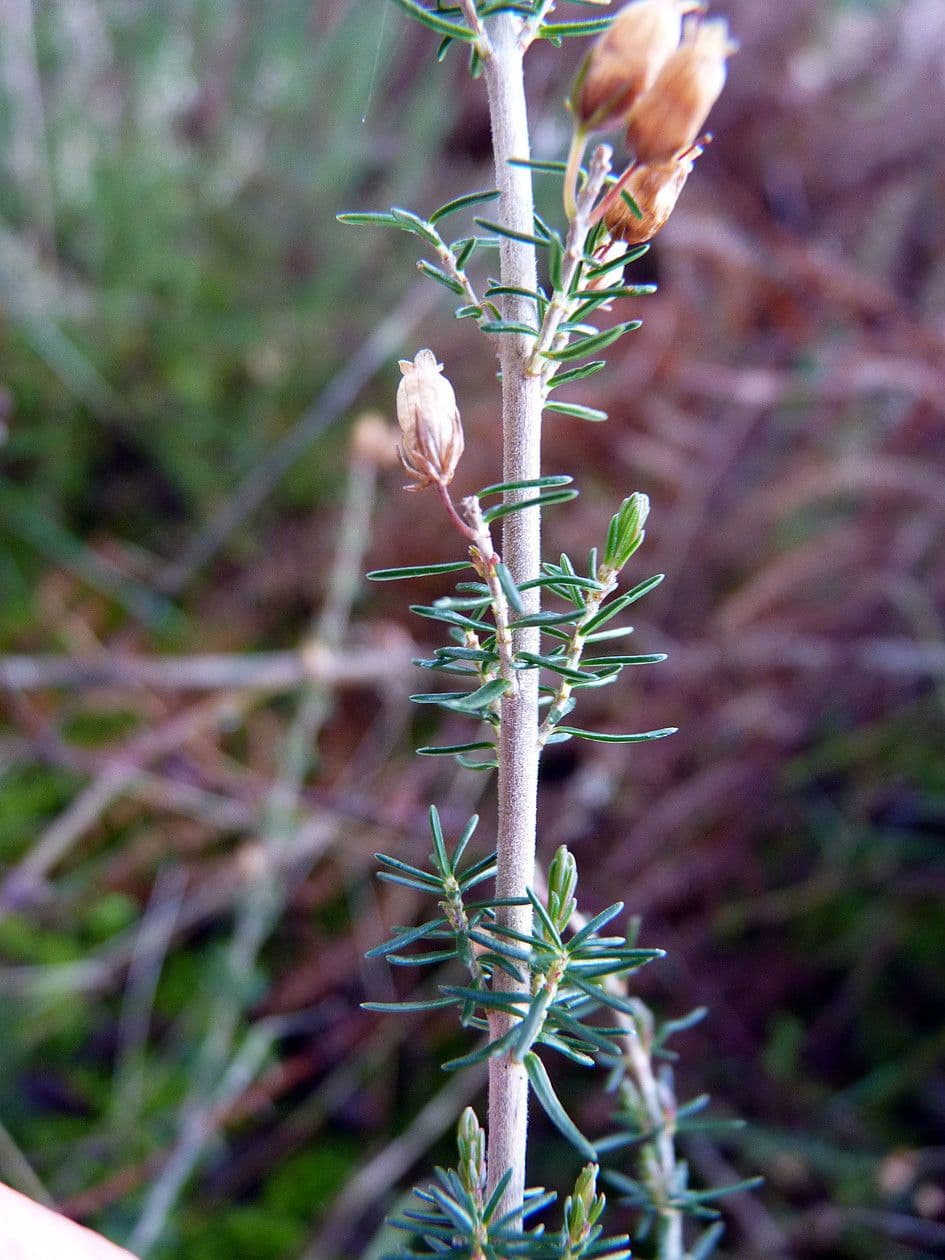 Graue Heide 27