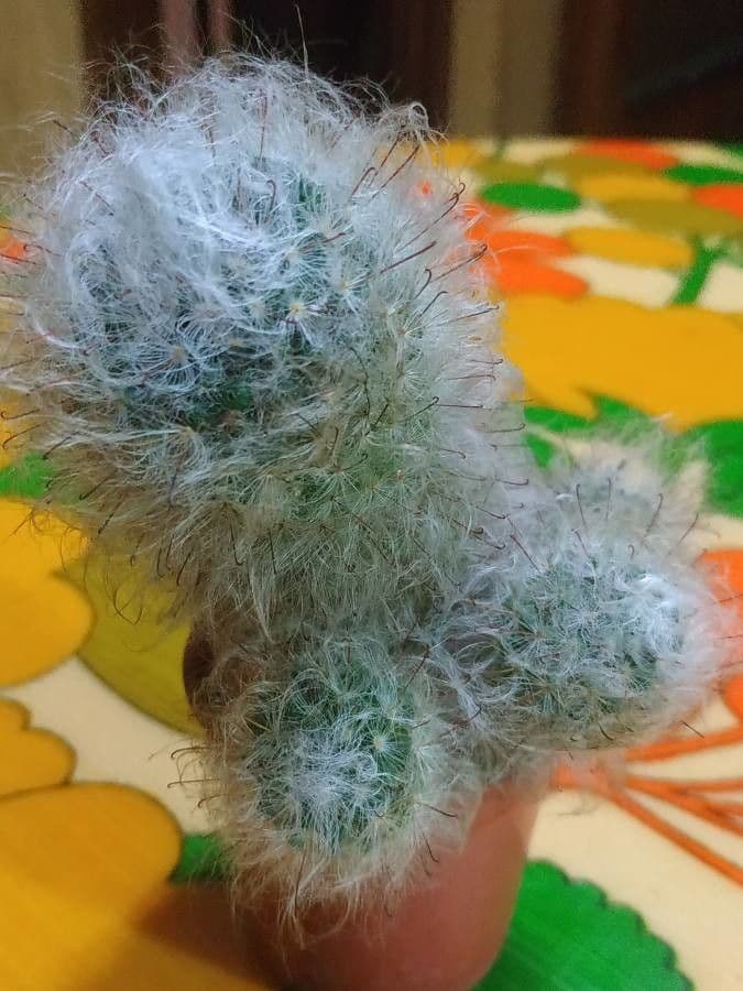 Cactus 15