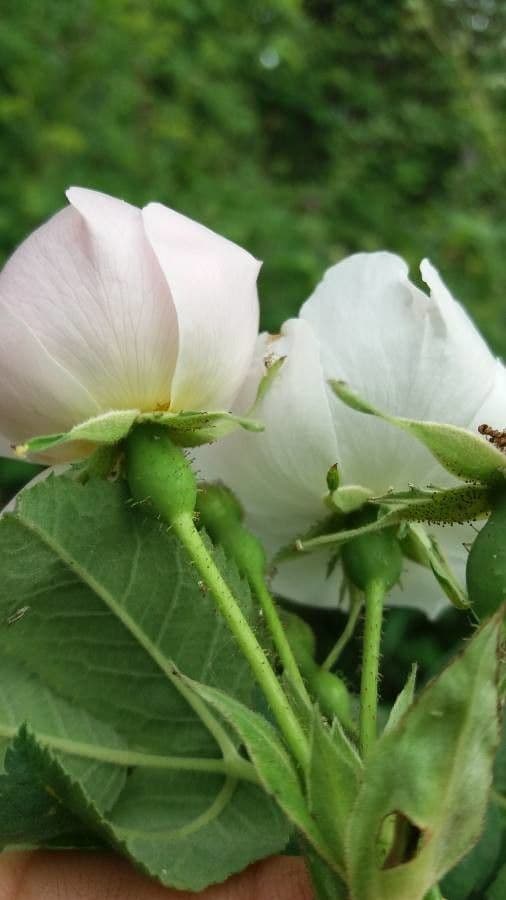 Rosa tomentosa 8