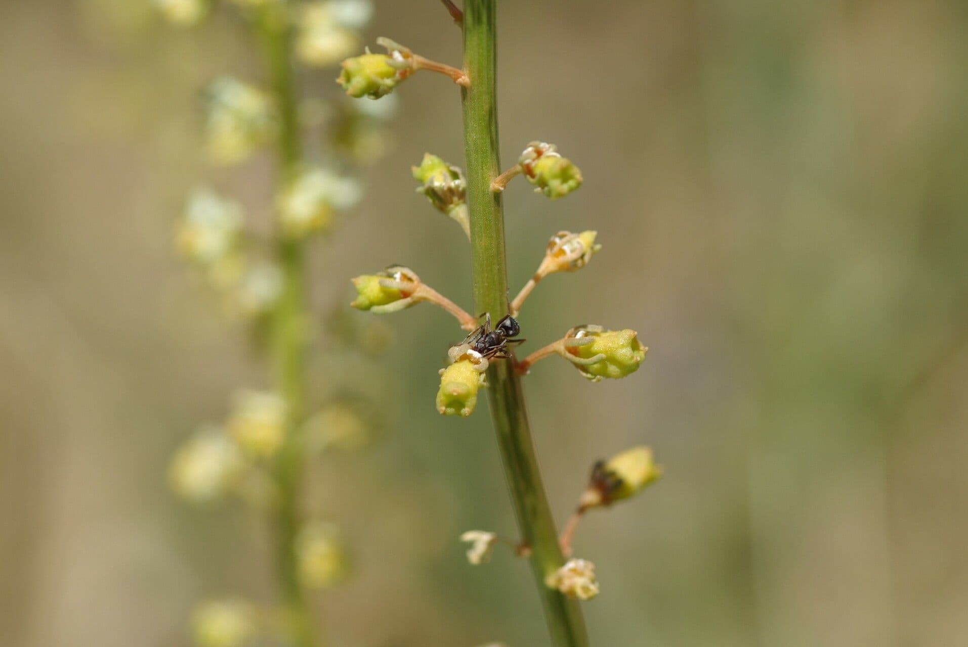 Réséda jaune