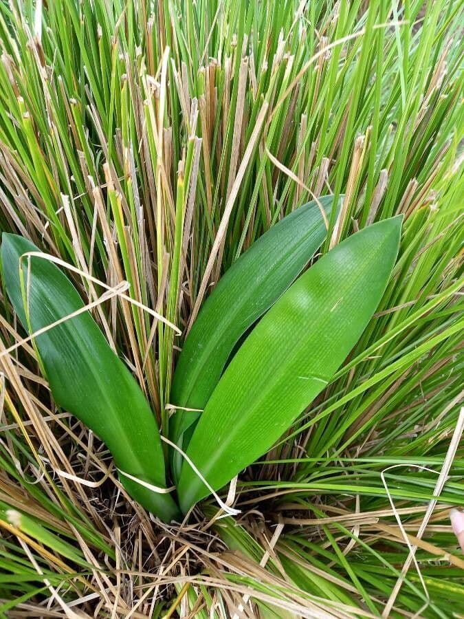 Florida swamp-lily 12