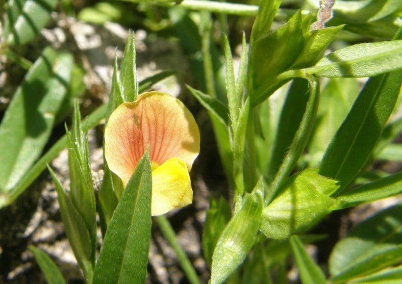 Zornia reticolata 4