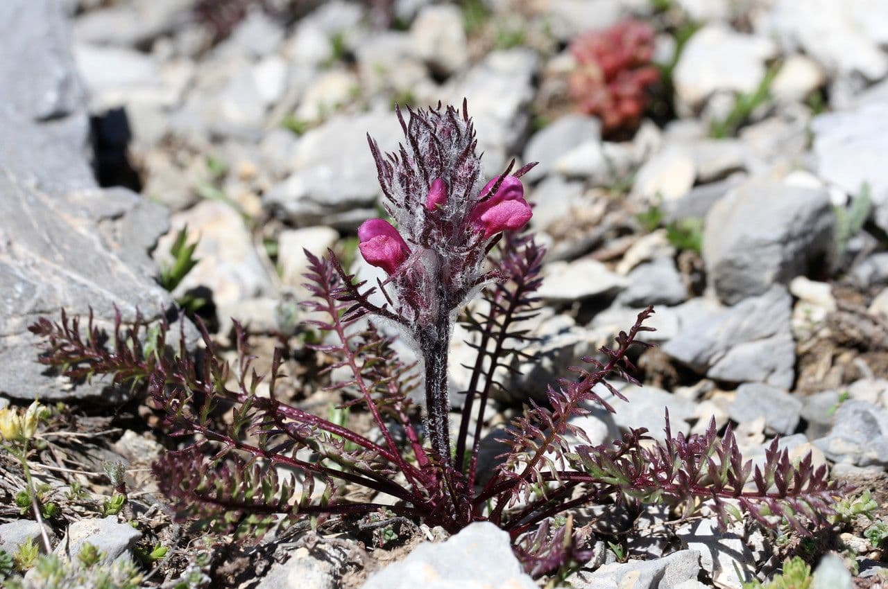 Pedicularis rosea 5