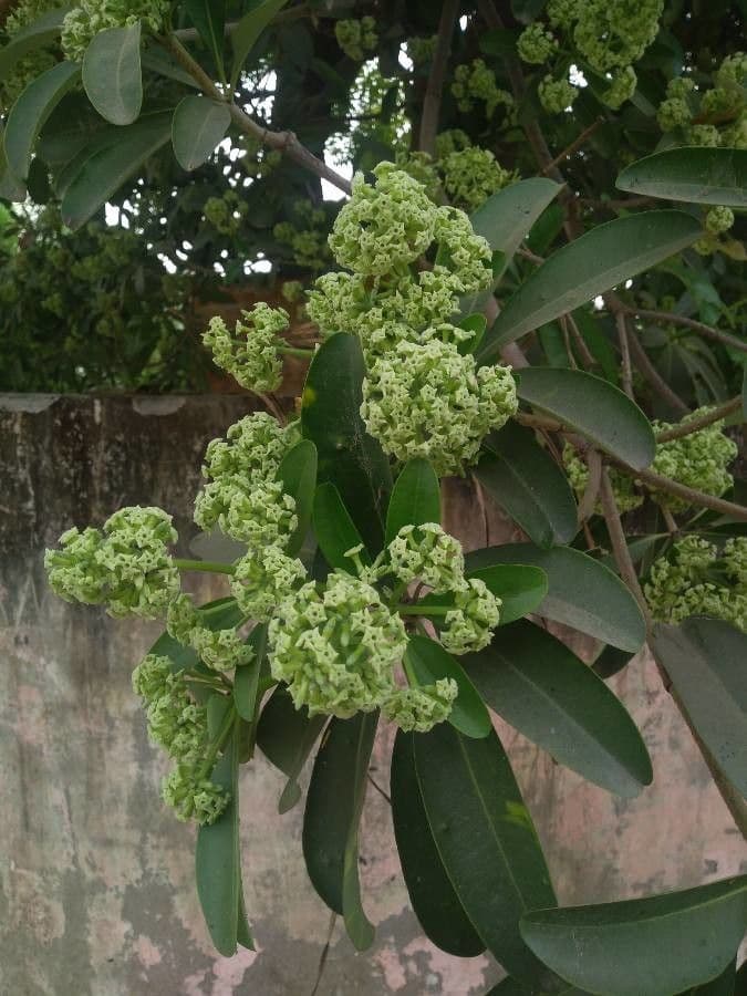 Cabbagetree 14