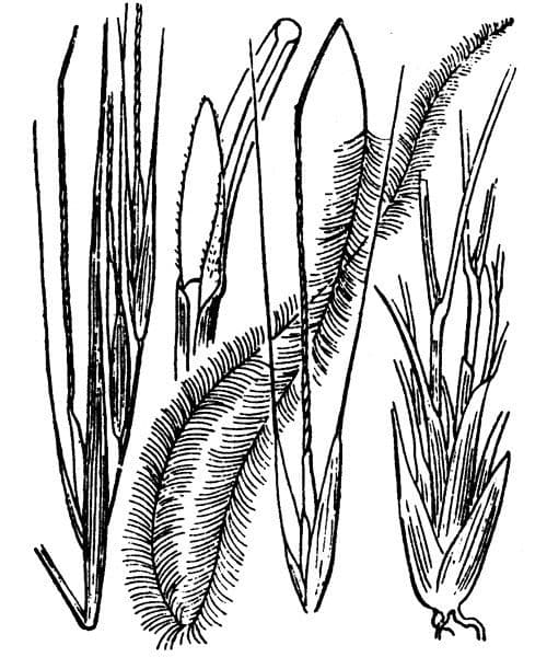 Estipa 28
