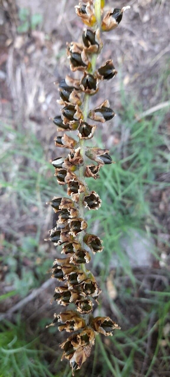 Dyckia