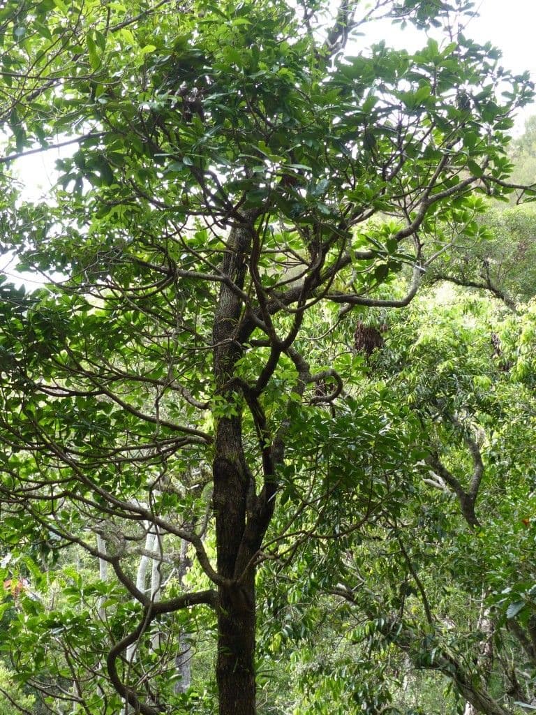 Pycnandra 7