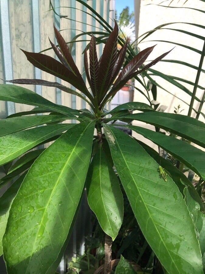 Barringtonia 19