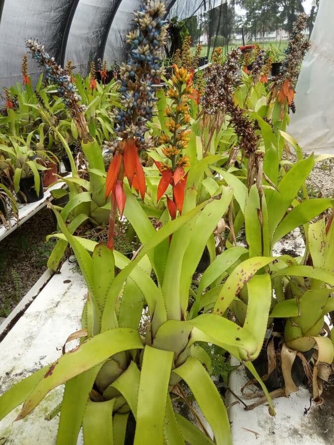 Aechmea mertensii 7