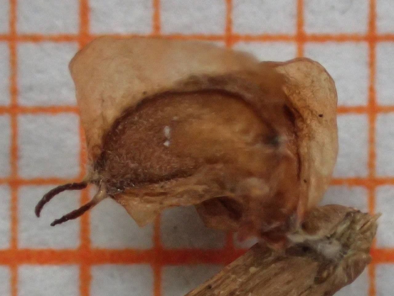 Brzoza himalajska 29