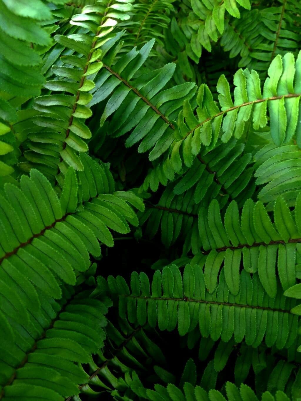 Nephrolepis 6