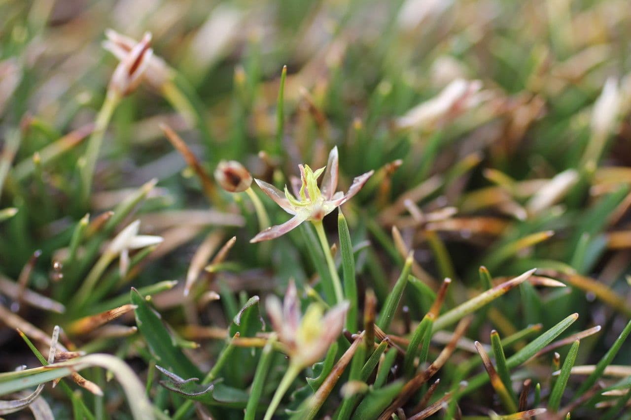 Oxychloe andina 5