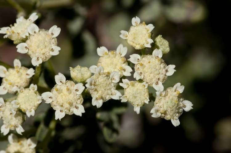 Parthenium incanum 2