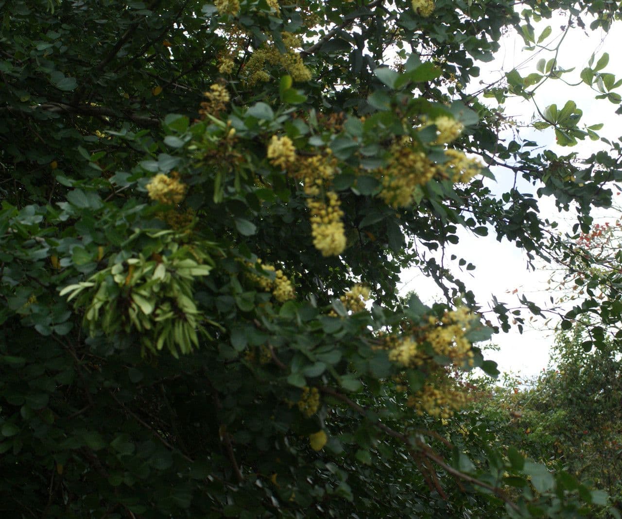 Bois de Campêche 13