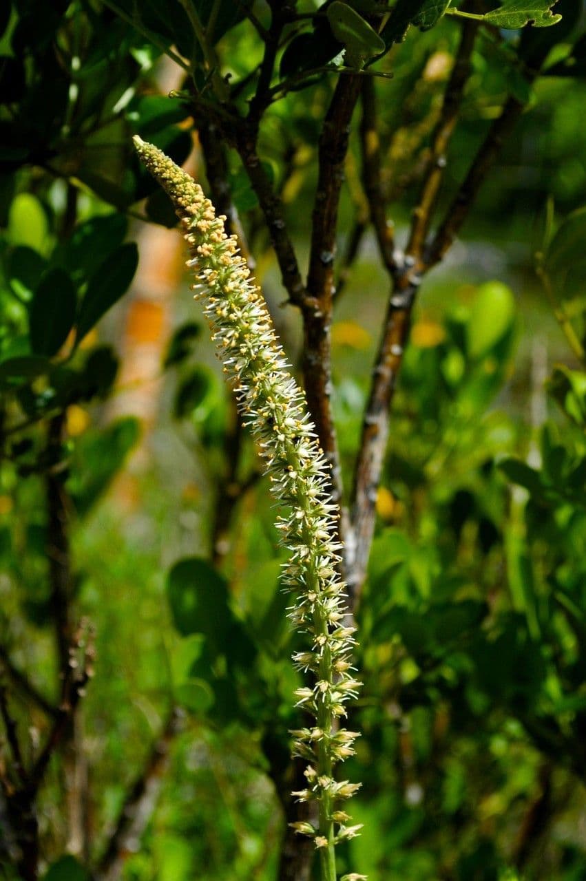 Schoenocaulon 3