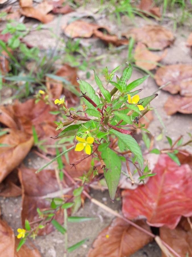 Ludwigia suffruticosa
