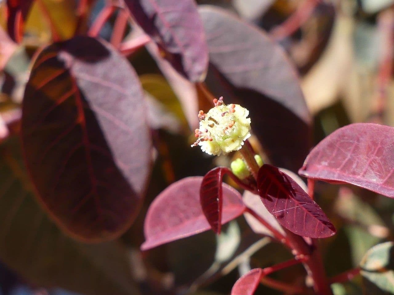 Euphorbe cotinifolia 5