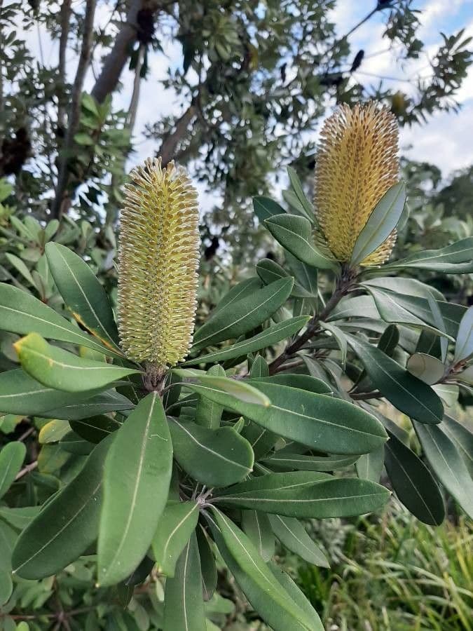 Banksia integrifolia 9