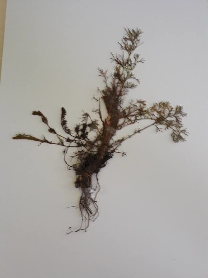 Weiße Artemisia 19