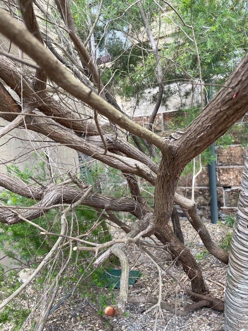Kunzea ambigua 9