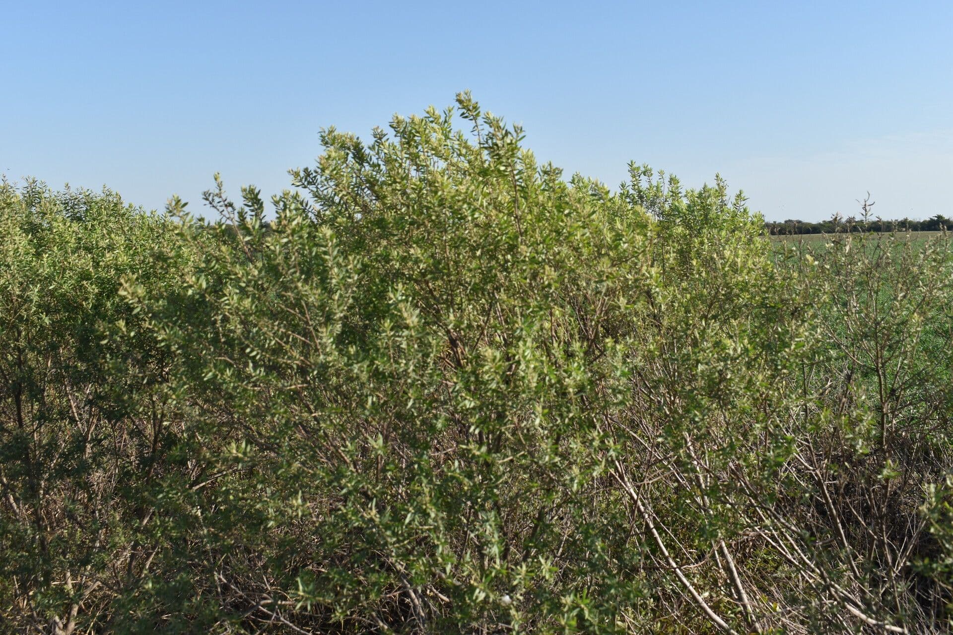 Baccharis dracunculifolia 6