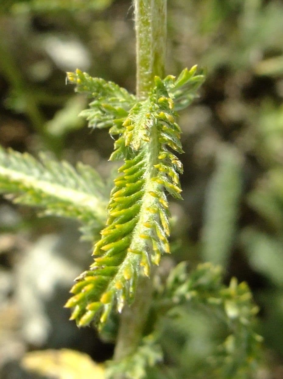 Achillea 3
