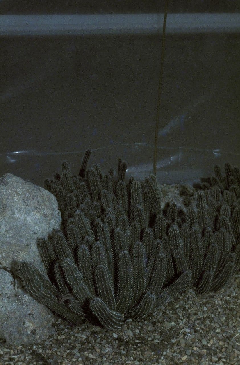 Tavaresia 2