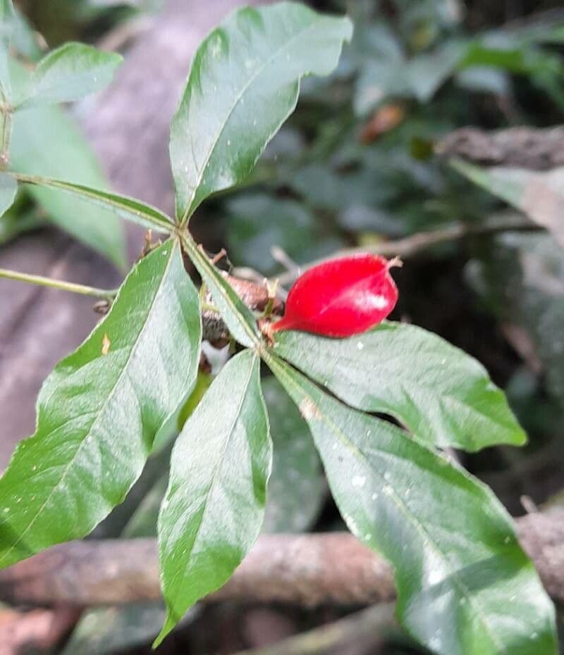 Paullinia meliifolia 4