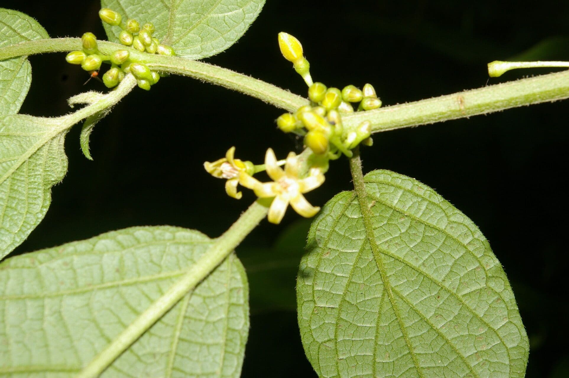 Witheringia 6