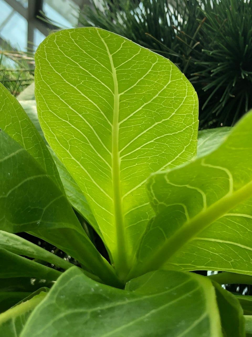 ʻŌlulu 16