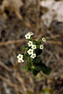 Euforbia corolla 7