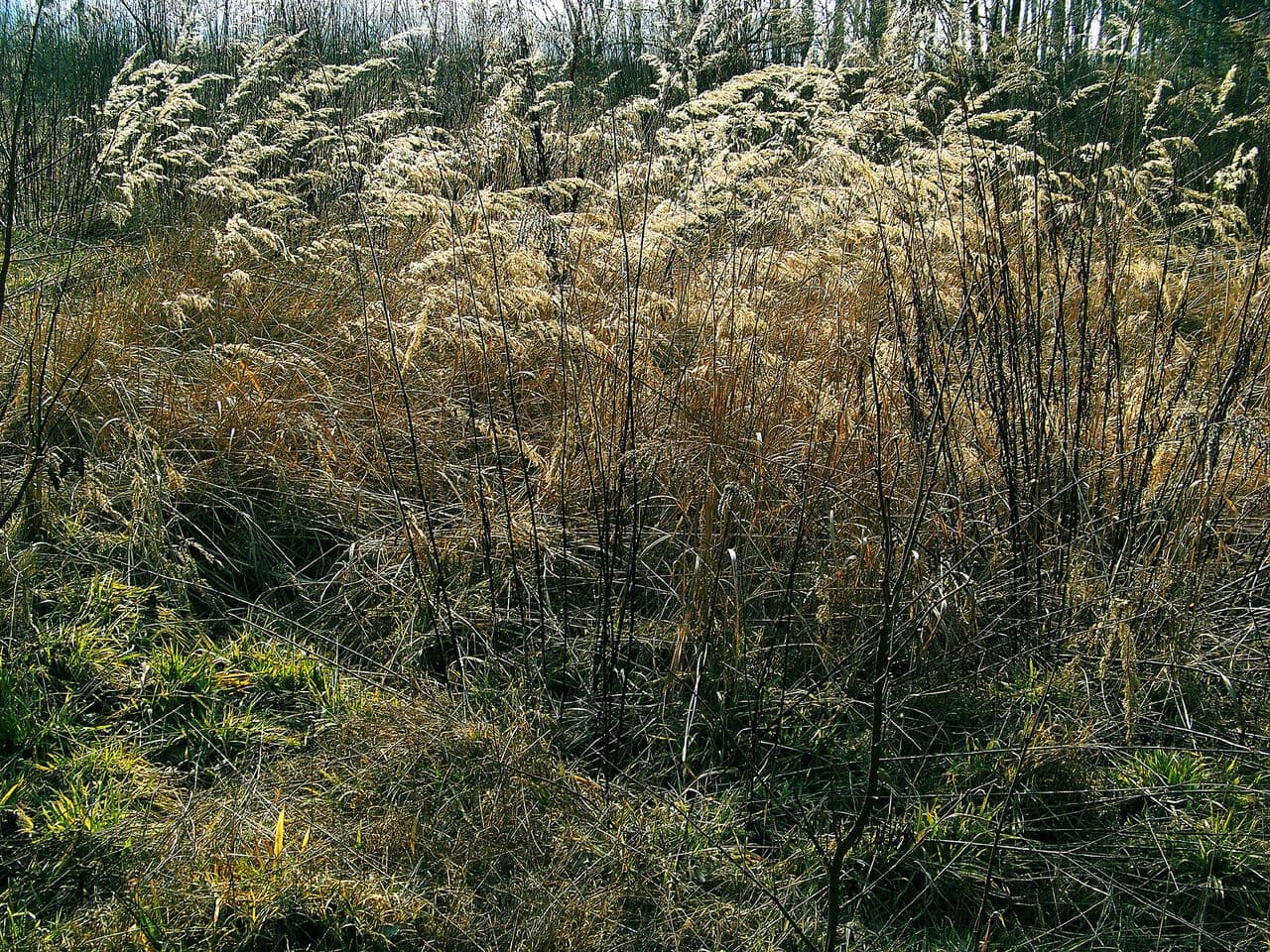 Třtina křovištní 11