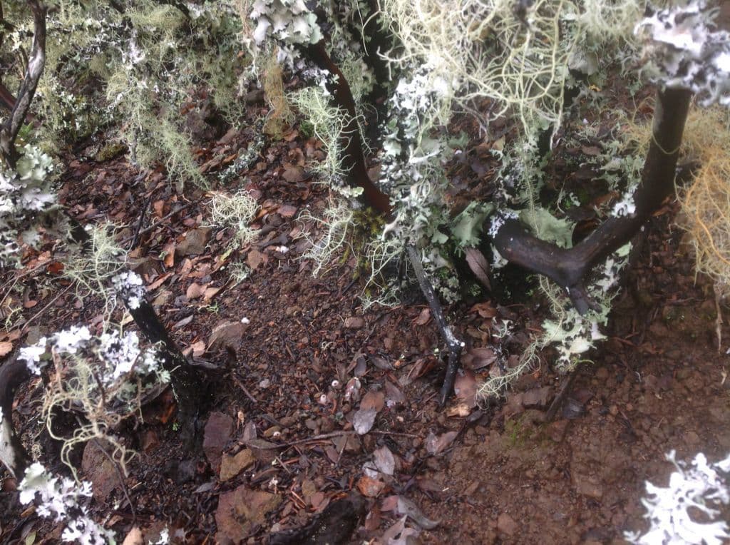 Arctostaphylos 19