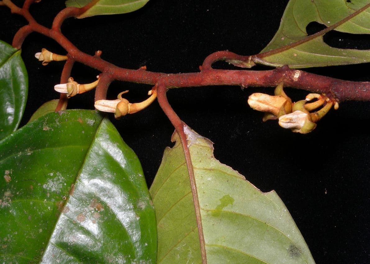 Dickblättrige Anaxagorea 14