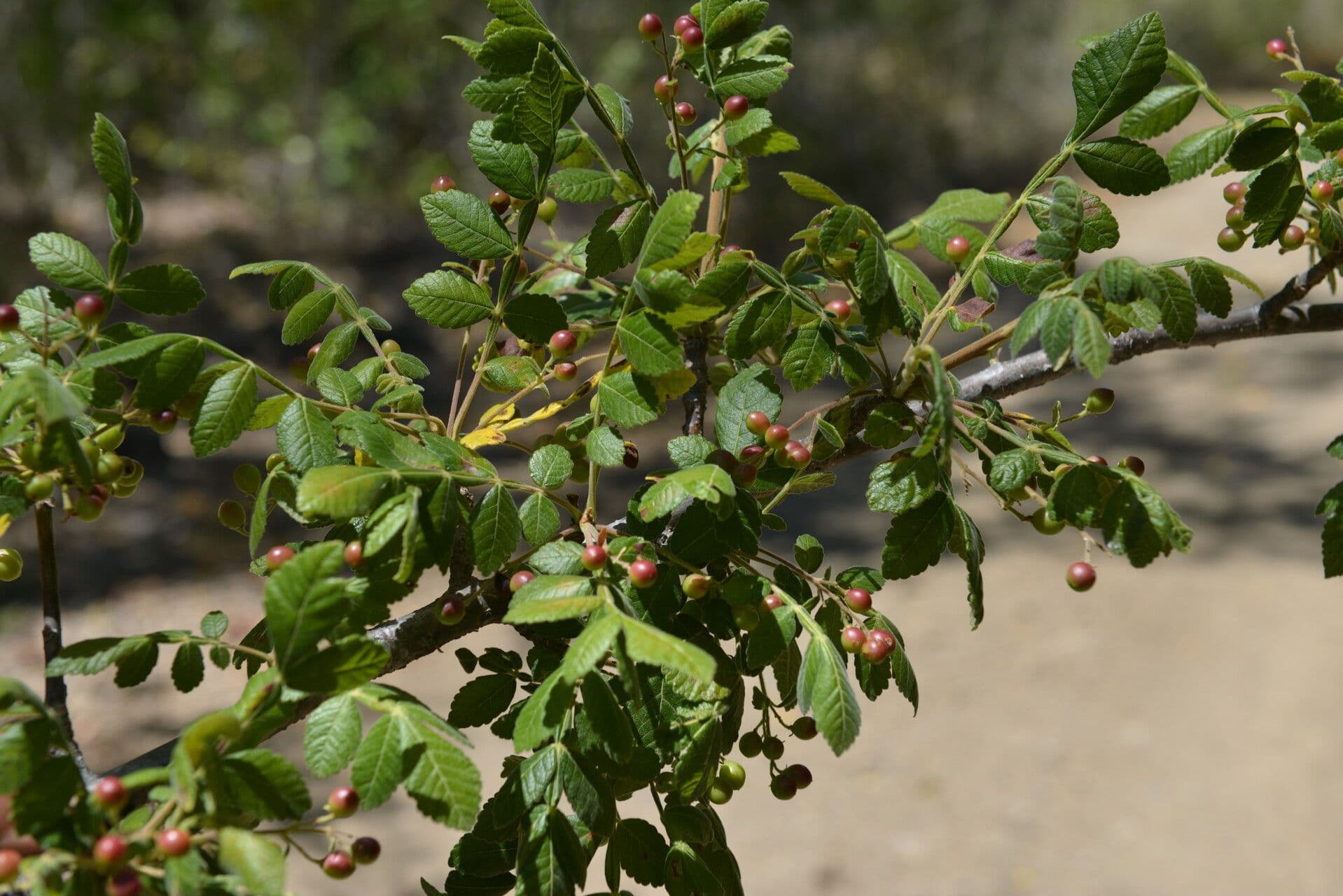 Bursera tomentosa 4