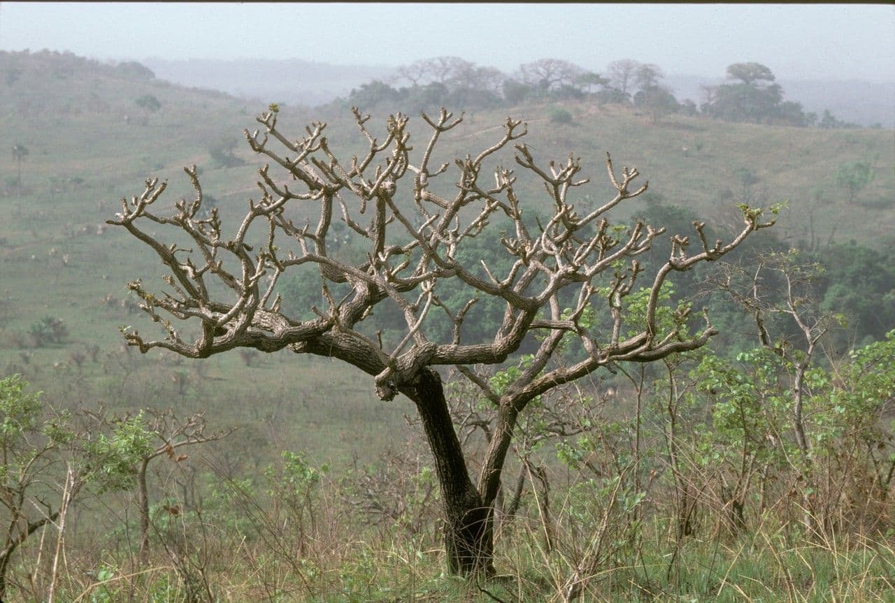 Cussonia 3