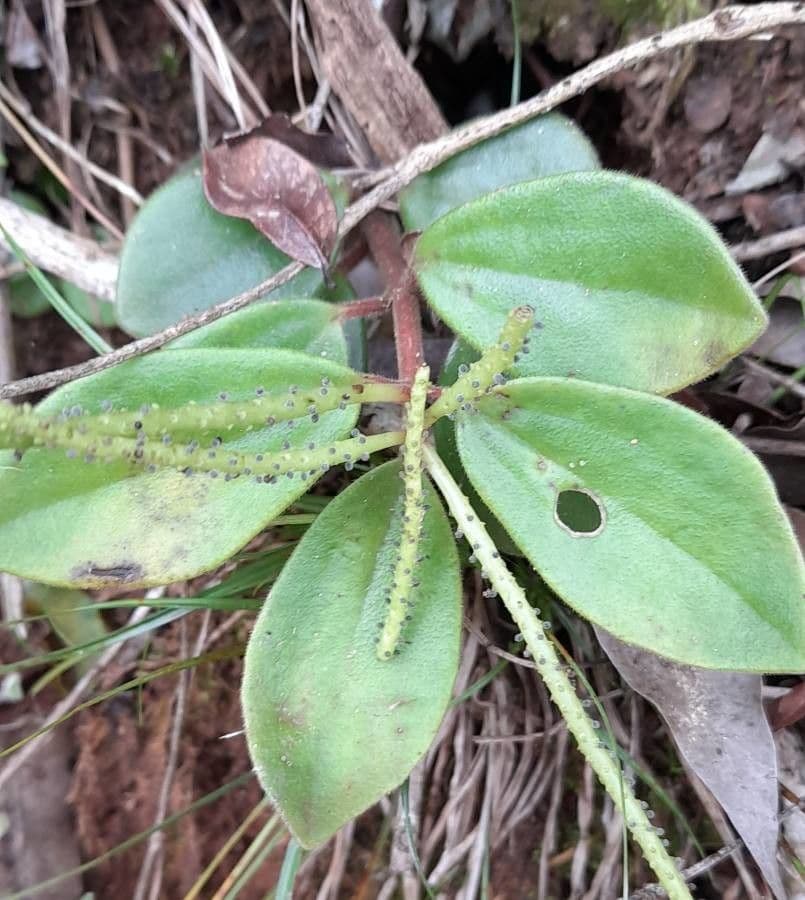 Peperomia blanda 2