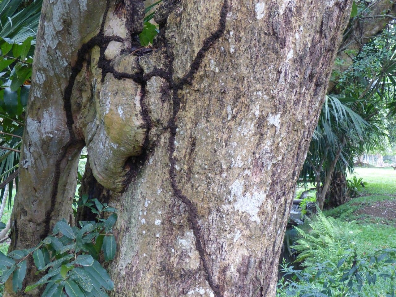 Terminalia arjuna 24