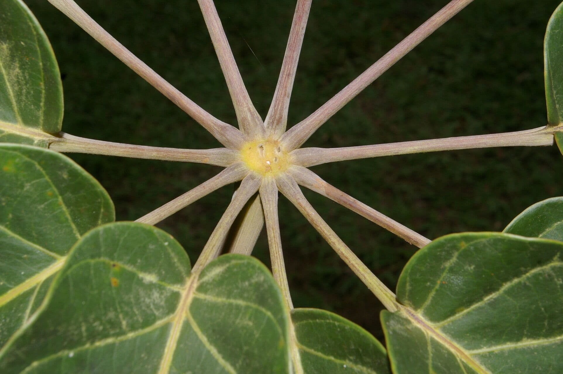 Yagrumo macho