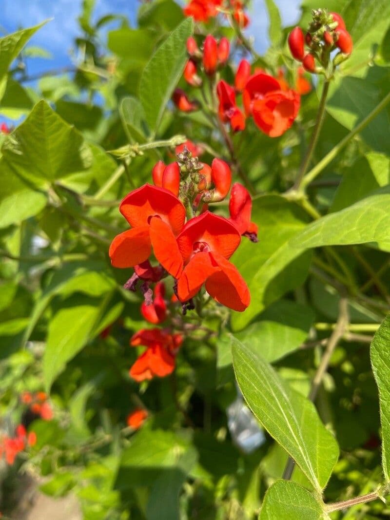 Runner bean 10