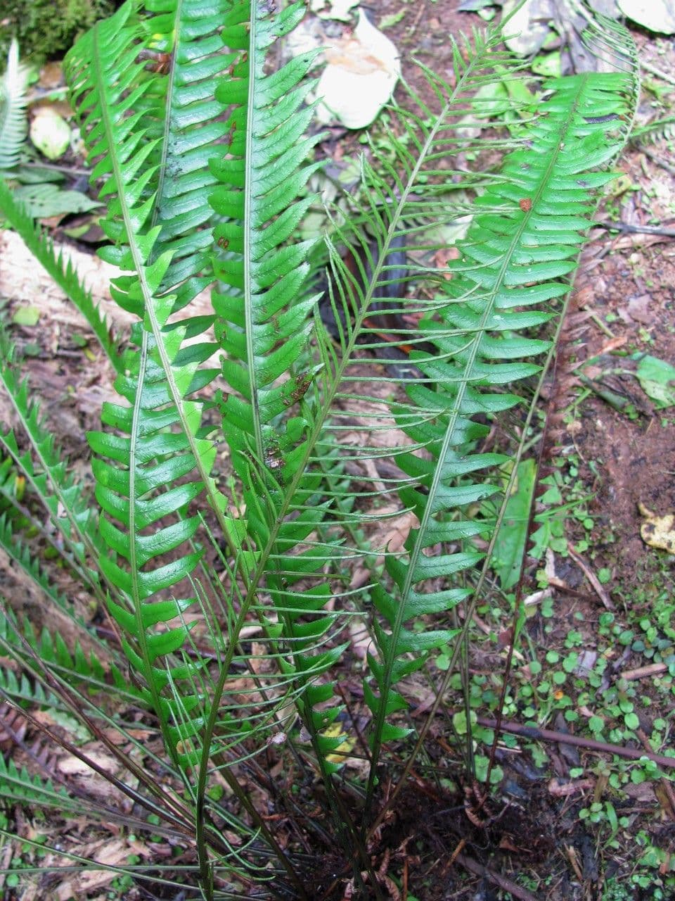 Blechnum gracile 4