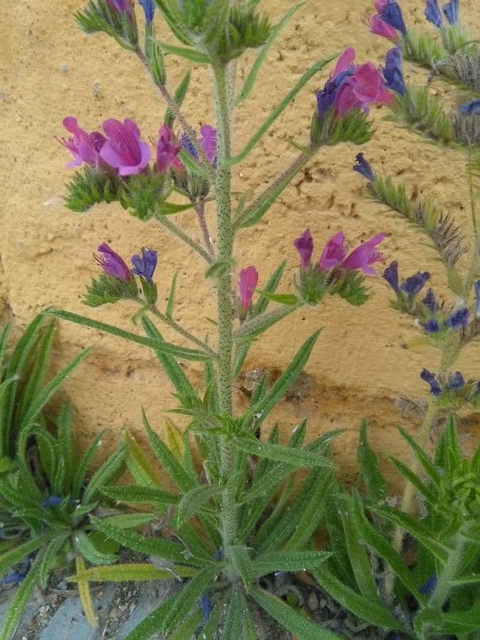Echium cretico 19