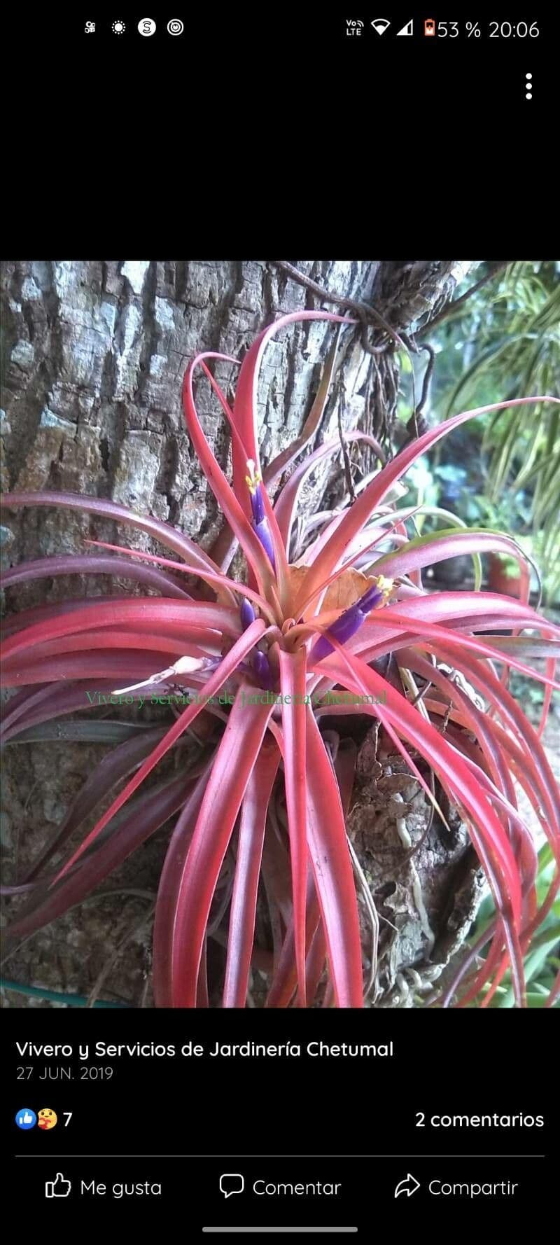 Tillandsia brachycaulos 5
