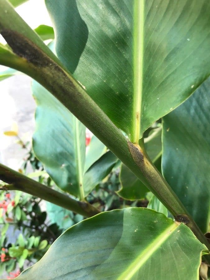 Zázvor purpurový 22