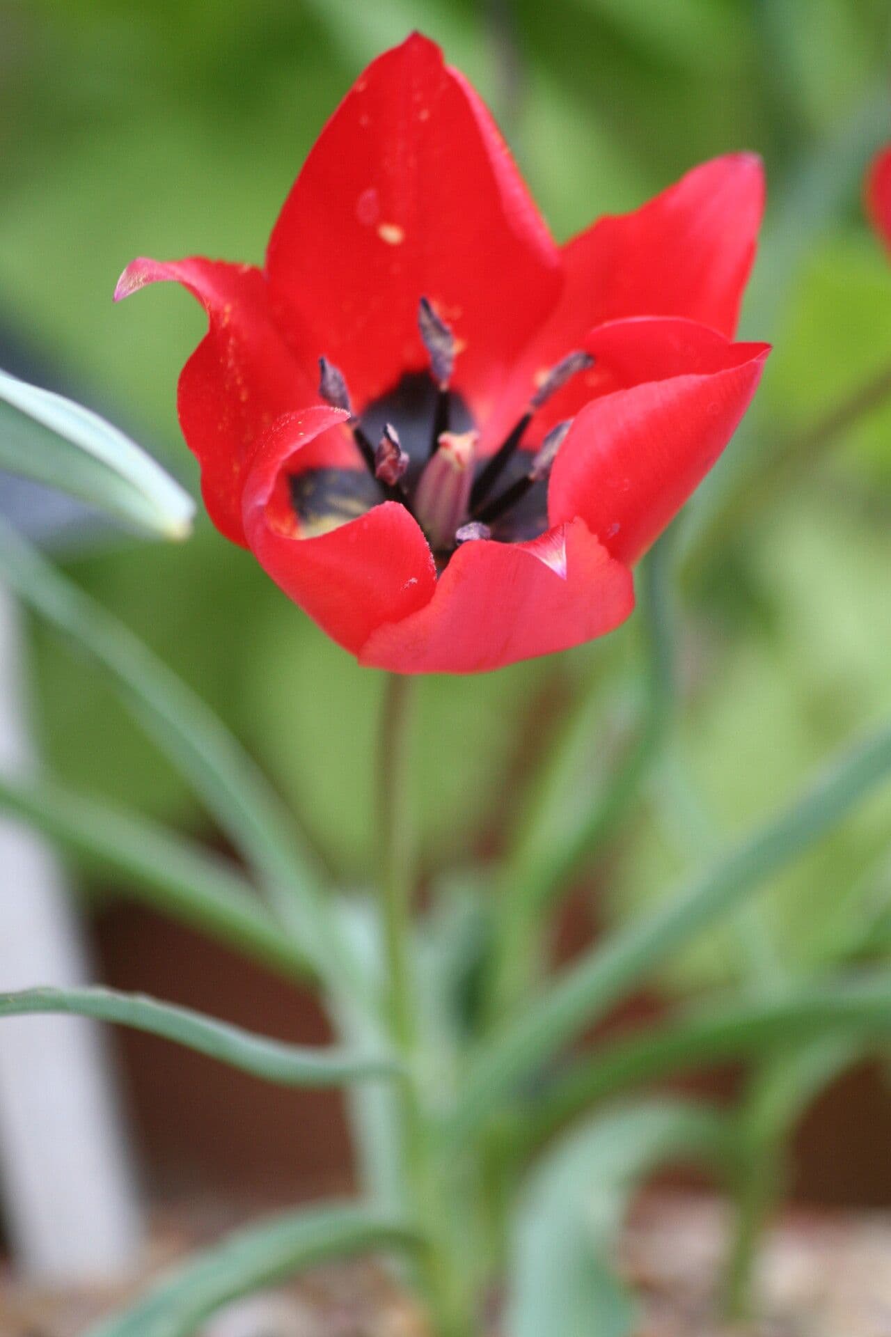 Tulipano 4