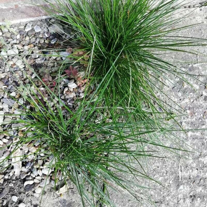 Festuca de hoja variable 3