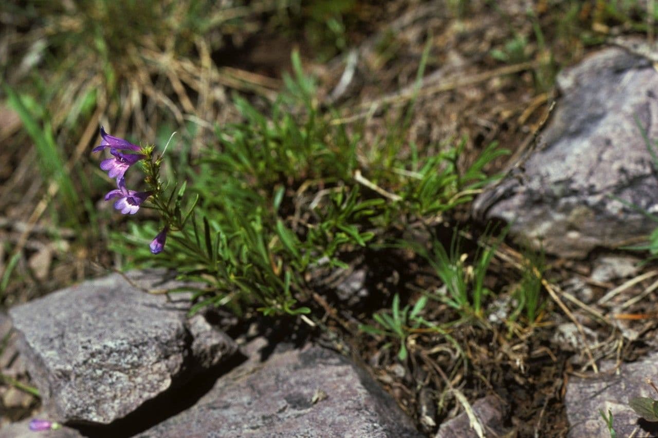 Penstemon virgatus 7