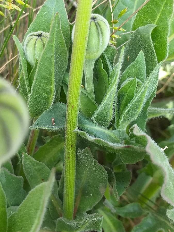 Tolpis barbata 24