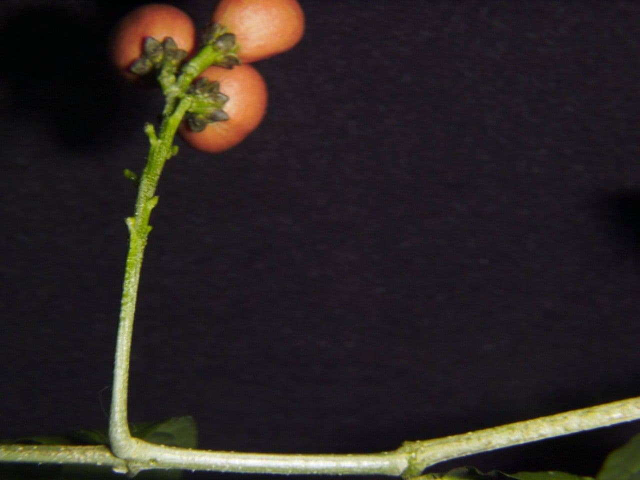 Bunchosia 2