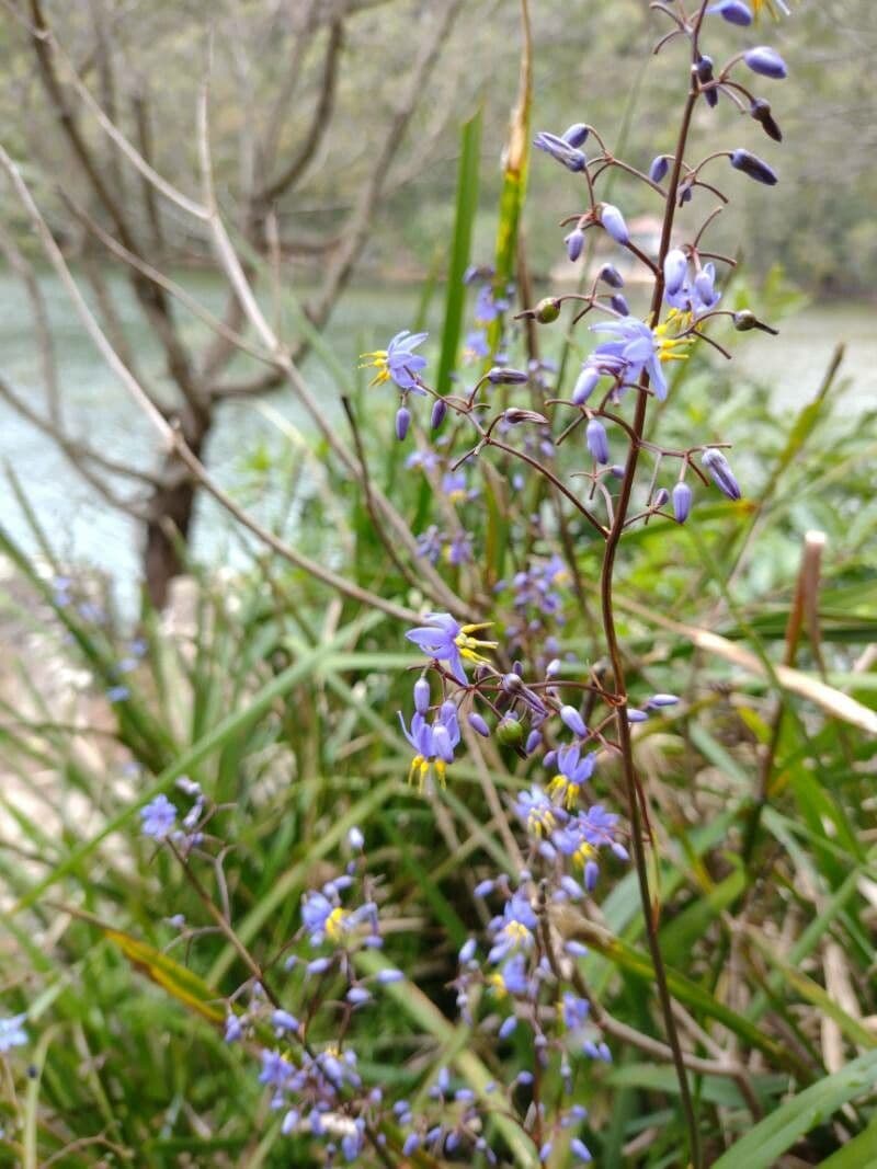 Dianella modrá 13